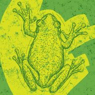 Frog Background N2