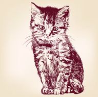 cat vector illustration N2