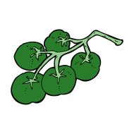 green tomatoes on vine illustration N11