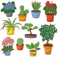 Pot plants and flowers