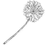 Vector Sketch Illustration - gerberas