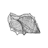 sketch hand-painted shell black outline on a white background