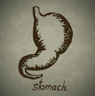 Doodle Human stomach