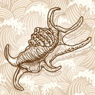 Sea Shell N6