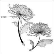 doodle Chrysanthemum-illustration