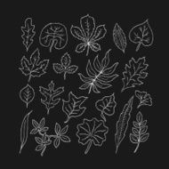 Hand-drawn leaves doodles set N3