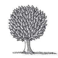 Deciduous Tree Leaves Drawing