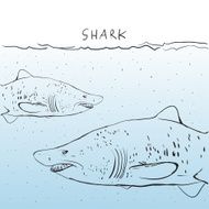 Two Great White Shark in the water Sketch Black outline