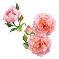 Pink Roses And Buds Floral Watercolor Vector
