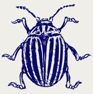 Beetle leptinotarsa decemlineata
