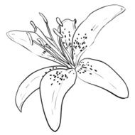Vector sketch of flower N4