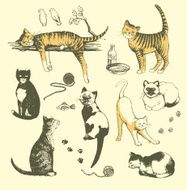 cats N33