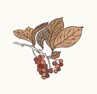 Floral element with leafs berries Branch