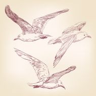 seagulls set hand drawn vector llustration