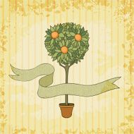 orange tree in the pot