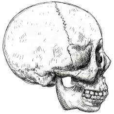 skull sketch - side view N2