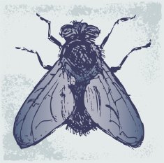 Black flies N2