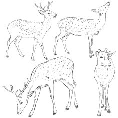 Vector Set of Sketch Dappled Deers