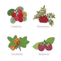 Set of vector doodle pied berries isolated on white N3