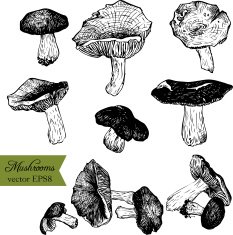 Set of linear drawing mushrooms N3
