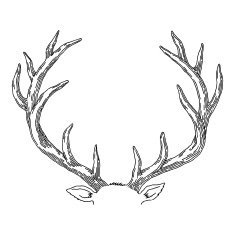 Deer N14