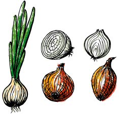 Onion N2