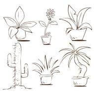 Plants in Pots