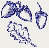 Acorn N2