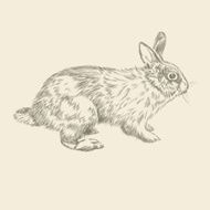 Hand drawing rabbit sketch vector