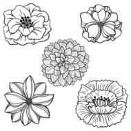 Flowers collection in black and white N4