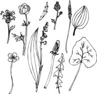 Set of line drawing herbs N6