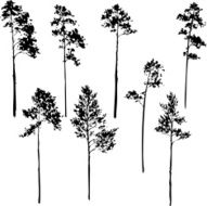 set of pine trees