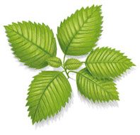 green mint leafs