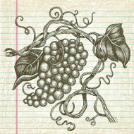 Hand-Drawn Grapes on Old Paper N2