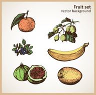 set of hand-made graphics color fruit