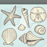 Seashells Craft Vintage Vector Elements Set