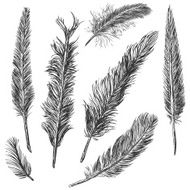 Vector Set of Sketch Plumage N29