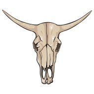 vector isolated cartoon - old cow skull
