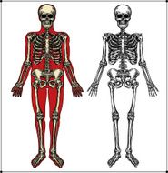 Human Skeleton N4