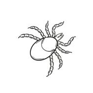 sketch of the tick N2