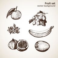 set of hand-made graphics fruit