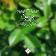 Blurred spring background with branch and green leaves