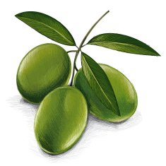 sketchy green olive