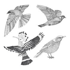 abstract hand drawn birds