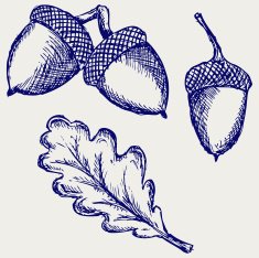 Acorn N2