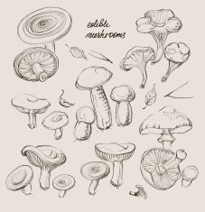 vector hand drawing of wild mushrooms N2
