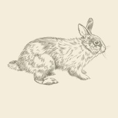 Hand drawing rabbit sketch vector