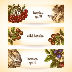 Sketch berries seamless pattern N2