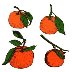 Tangerine sketches