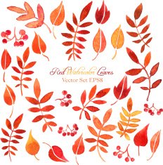 vector set of red leaves and berries